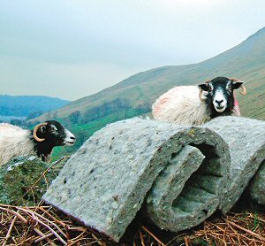 thermafleece-sheep-300